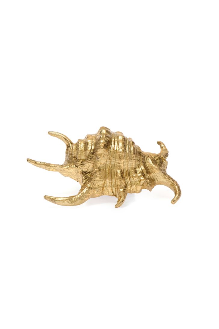 concha-decoracao-77511_1