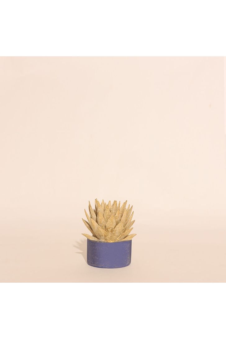 vaso-suculenta-77542_1