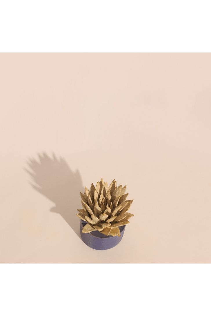 vaso-suculenta-77542_3